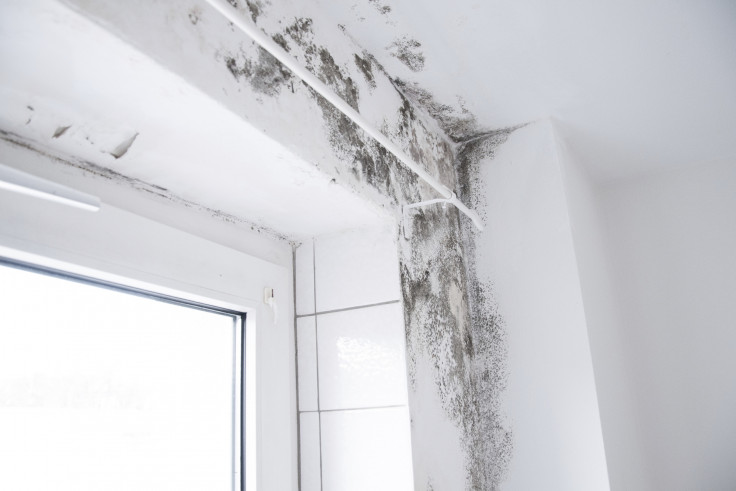 Plastering for Coastal Homes: How to Protect Your Walls and Ceilings from Humidity Blog